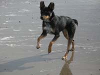 boing