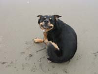 itchy_dottie