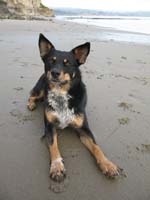 pretty_dottie