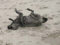 drying_off_in_the_sand